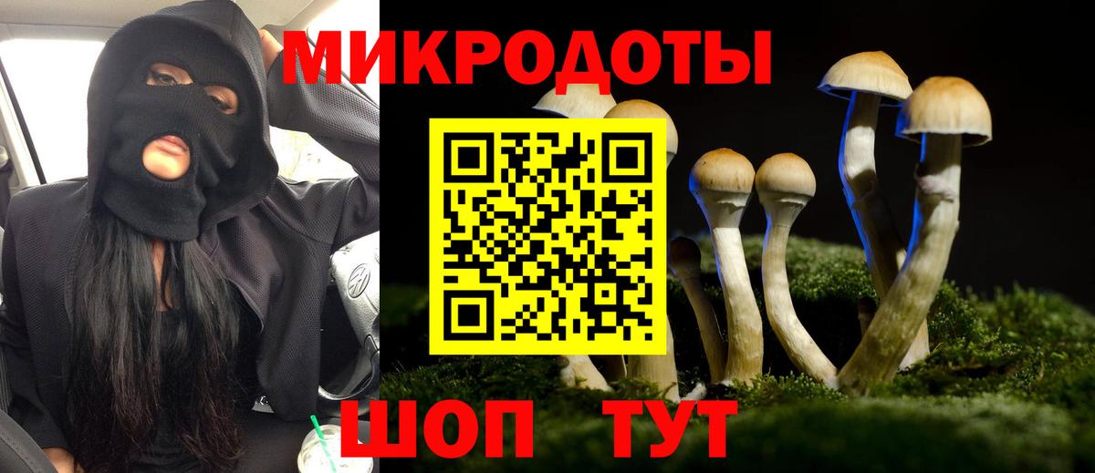 Галлюциногенные грибы Psilocybe Камень-на-Оби